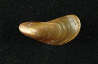 藏品(河殼菜蛤(沼蛤))的圖片